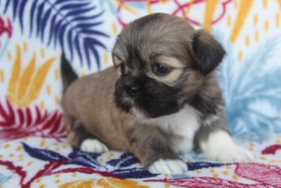 Les chiots de Lhassa Apso