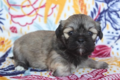 Les chiots de Lhassa Apso