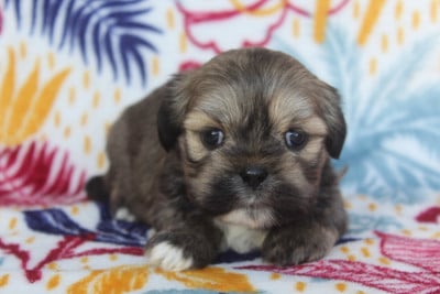 Les chiots de Lhassa Apso