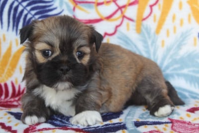 Les chiots de Lhassa Apso