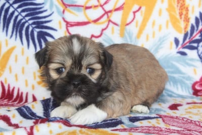 Les chiots de Lhassa Apso