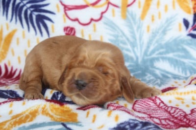 Les chiots de Cocker Spaniel Anglais