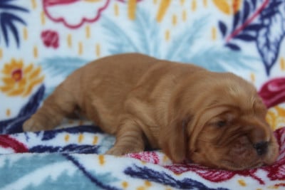 Les chiots de Cocker Spaniel Anglais