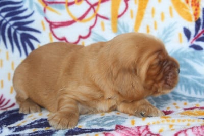 Les chiots de Cocker Spaniel Anglais