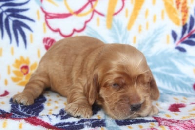 Les chiots de Cocker Spaniel Anglais