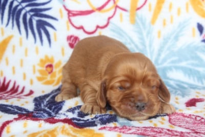 Les chiots de Cocker Spaniel Anglais