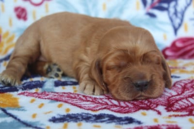 Les chiots de Cocker Spaniel Anglais