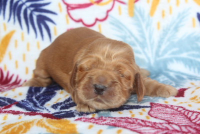 Les chiots de Cocker Spaniel Anglais