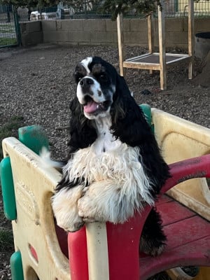 Les chiots de American Cocker Spaniel