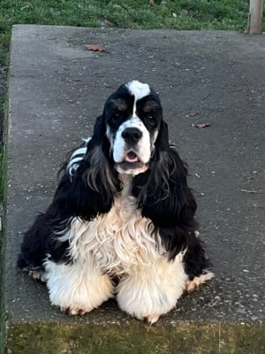 Les chiots de American Cocker Spaniel