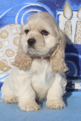 Les chiots de American Cocker Spaniel