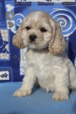 Les chiots de American Cocker Spaniel