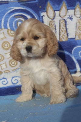 Les chiots de American Cocker Spaniel