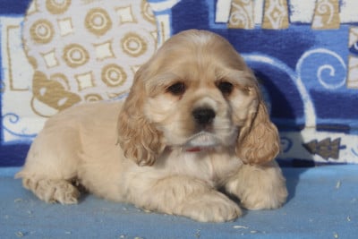 Les chiots de American Cocker Spaniel