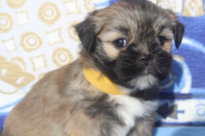 Les chiots de Lhassa Apso