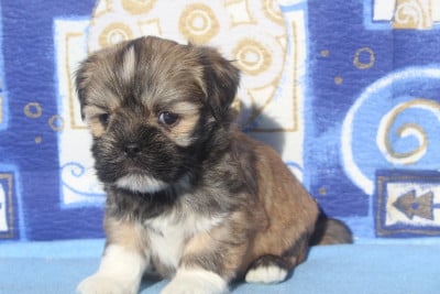 Les chiots de Lhassa Apso
