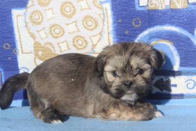 Les chiots de Lhassa Apso