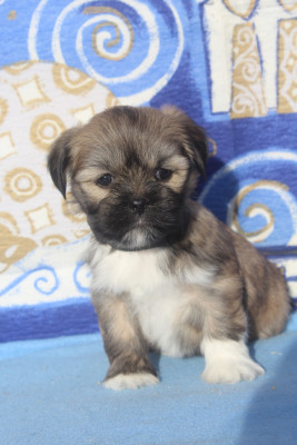 Les chiots de Lhassa Apso