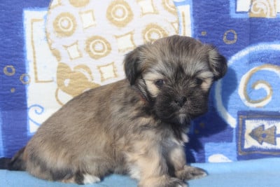 Les chiots de Lhassa Apso