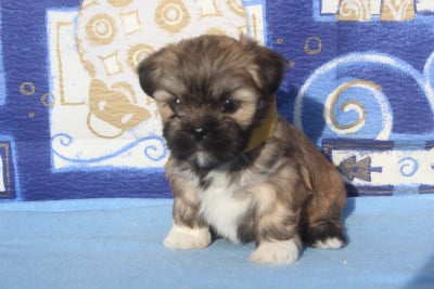 Les chiots de Lhassa Apso