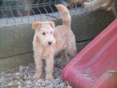 Les chiots de Lakeland Terrier