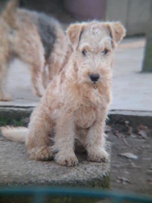 Les chiots de Lakeland Terrier