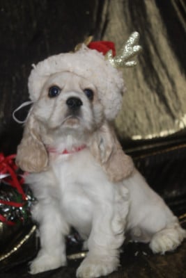 Les chiots de American Cocker Spaniel