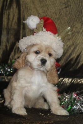 Les chiots de American Cocker Spaniel