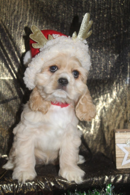 Les chiots de American Cocker Spaniel