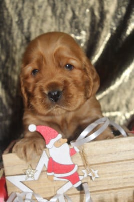 Les chiots de Cocker Spaniel Anglais