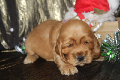 Les chiots de Cocker Spaniel Anglais