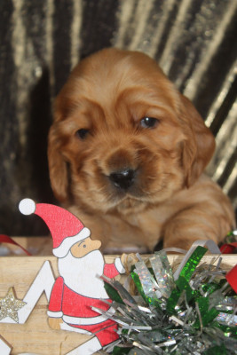 Les chiots de Cocker Spaniel Anglais