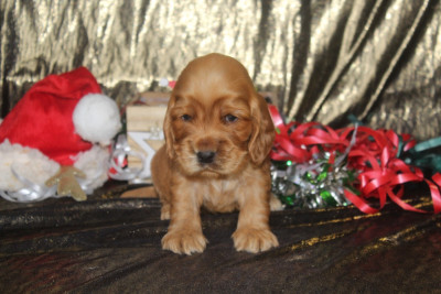 Les chiots de Cocker Spaniel Anglais