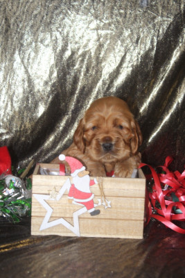 Les chiots de Cocker Spaniel Anglais