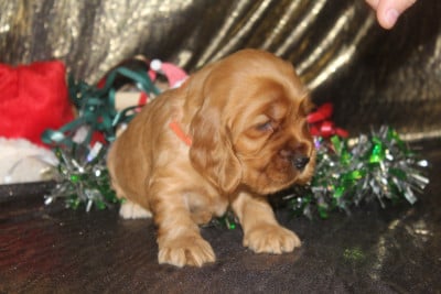 Les chiots de Cocker Spaniel Anglais