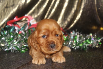 Les chiots de Cocker Spaniel Anglais