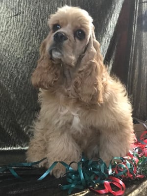 Les chiots de American Cocker Spaniel
