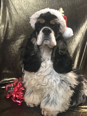 Les chiots de American Cocker Spaniel
