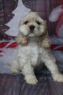 Les chiots de American Cocker Spaniel