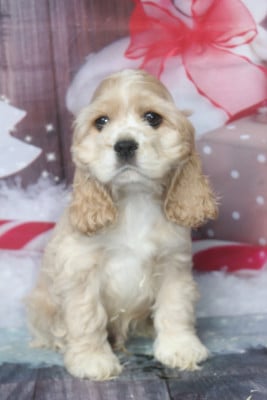 Les chiots de American Cocker Spaniel