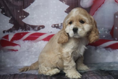 Les chiots de American Cocker Spaniel