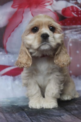 Les chiots de American Cocker Spaniel