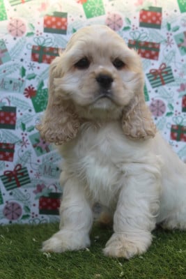 Les chiots de American Cocker Spaniel