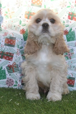 Les chiots de American Cocker Spaniel