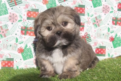 Les chiots de Lhassa Apso