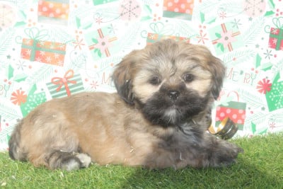 Les chiots de Lhassa Apso