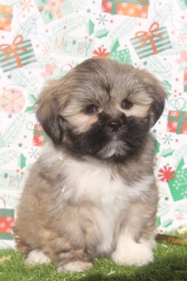 Les chiots de Lhassa Apso