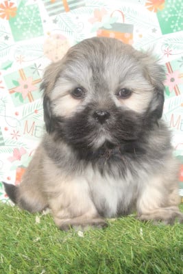 Les chiots de Lhassa Apso
