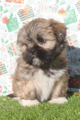 Les chiots de Lhassa Apso