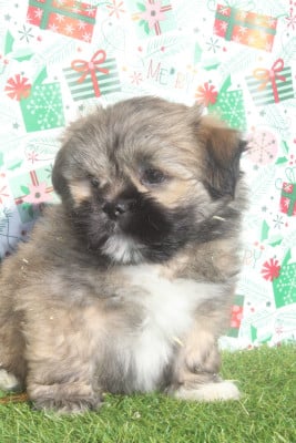 Les chiots de Lhassa Apso